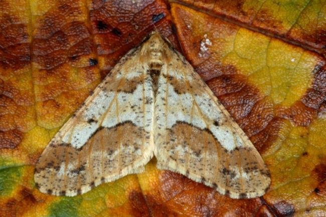 Mottled Umber (Erannis defoliaria), adult. Ouston, 19-10-2015. Copyright Verna Atkinson.