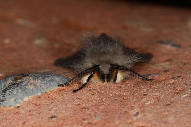 Muslin Moth (Diaphora mendica), adult. Ouston, 10-05-2023. Copyright Verna Atkinson.