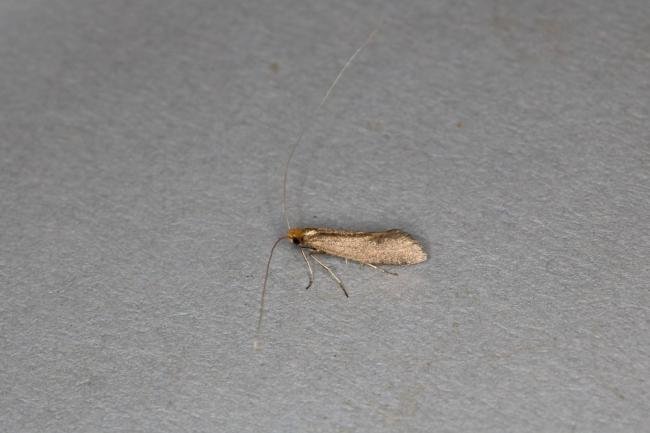 Nematopogon schwarziellus, adult. Ouston, 01-06-2020. Copyright Verna Atkinson.