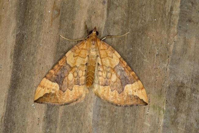 Northern Spinach (Eulithis populata), adult. Ouston, 07-07-2018. Copyright Verna Atkinson.