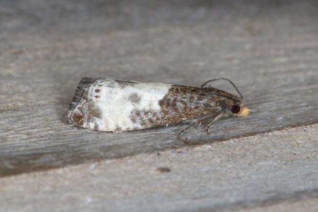 Notocelia cynosbatella, adult. Ouston, 31-05-2017. Copyright Verna Atkinson.