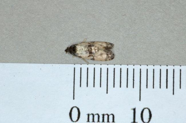 Cochylichroa atricapitana, adult. Ouston, 04-06-2019. Copyright Verna Atkinson.