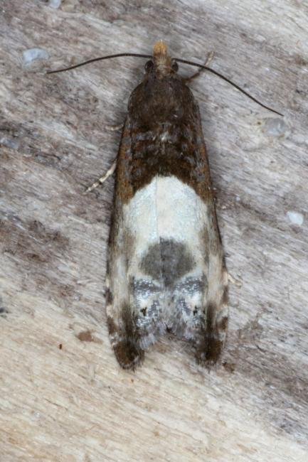 Notocelia cynosbatella, adult. Ouston, 16-06-2016. Copyright Verna Atkinson.