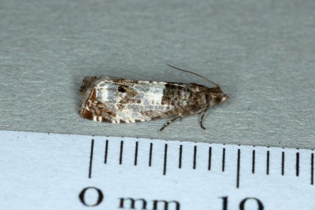 Notocelia trimaculana, adult. Ouston, 02-06-2019. Copyright Verna Atkinson.
