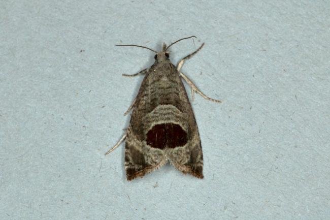 Bramble Shoot Moth (Notocelia uddmanniana), adult. Ouston, 02-07-2019. Copyright Verna Atkinson.
