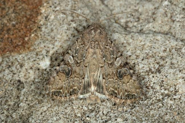Nutmeg (Anarta trifolii), adult. Ouston, 16-05-2020. Copyright Verna Atkinson.
