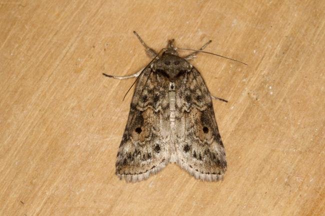Oak Nycteoline (Nycteola revayana), adult. Ouston, 23-03-2022. Copyright Verna Atkinson.