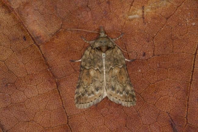 Oak Nycteoline (Nycteola revayana), adult. Ouston, 01-10-2021. Copyright Verna Atkinson.