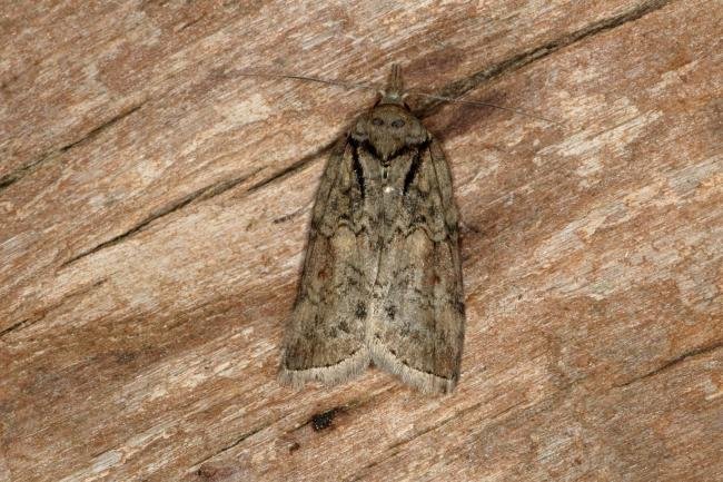Oak Nycteoline (Nycteola revayana), adult. Ouston, 25-03-2020. Copyright Verna Atkinson.