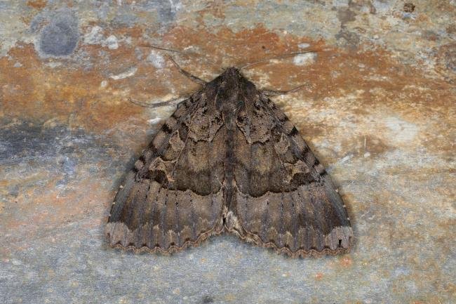 Old Lady (Mormo maura), adult. Ouston, 23-08-2023. Copyright Verna Atkinson.