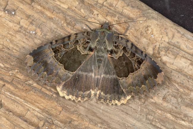Old Lady (Mormo maura), adult. Ouston, 11-07-2018. Copyright Verna Atkinson.