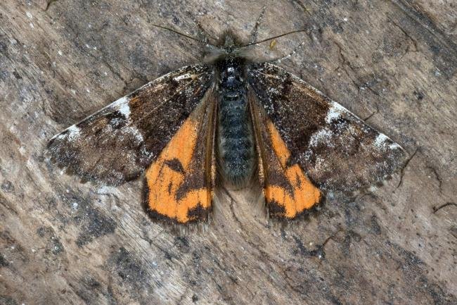 Orange Underwing (Archiearis parthenias), adult. Knitsley Fell, 08-04-2017. Copyright Verna Atkinson.