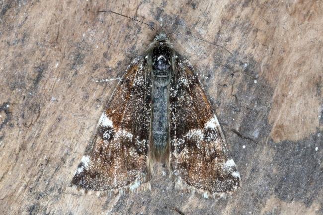 Orange Underwing (Archiearis parthenias), adult. Knitsley Fell, 06-04-2017. Copyright Verna Atkinson.