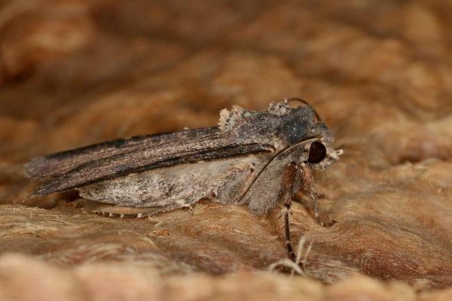 Pearly Underwing (Peridroma saucia), adult. Chester-le-Street, 06-06-2022. Copyright Verna Atkinson.