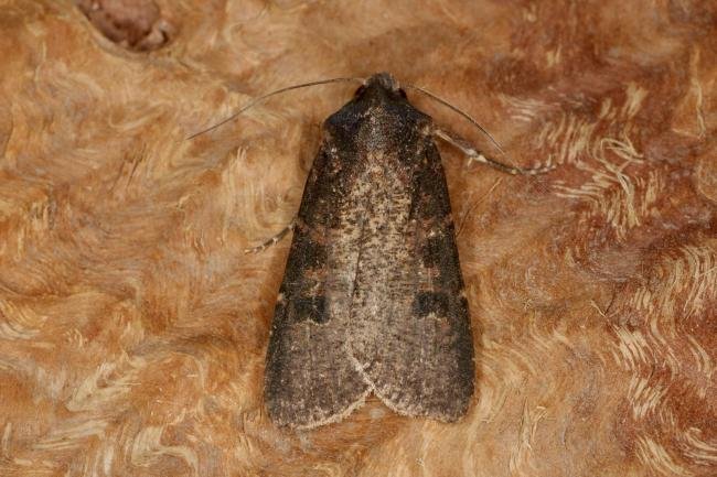 Pearly Underwing (Peridroma saucia), adult. Chester-le-Street, 06-06-2022. Copyright Verna Atkinson.