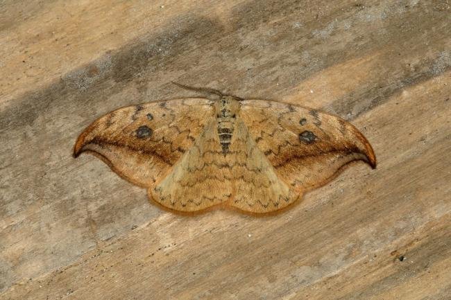 Pebble Hook-tip (Drepana falcataria), adult. Ouston, 01-06-2018. Copyright Verna Atkinson.