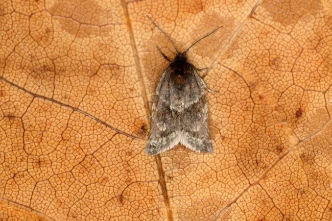 Philedonides lunana, adult. Longburnford Quarry, 19-04-2016. Copyright Verna Atkinson.