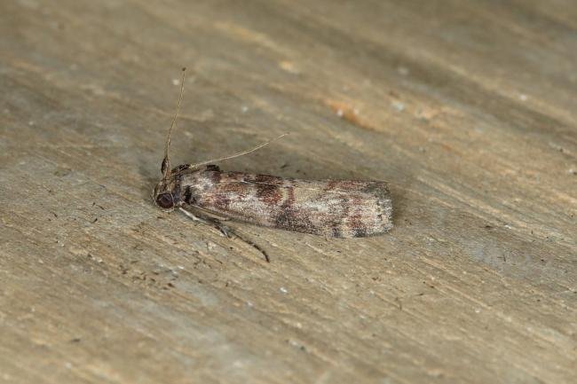 Phycita roborella, adult. Ouston, 23-07-2018. Copyright Verna Atkinson.