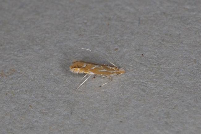 Firethorn Leaf Miner (Phyllonorycter leucographella), adult. Ouston, 27-09-2021. Copyright Verna Atkinson.