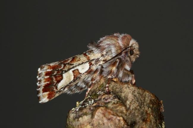 Pine Beauty (Panolis flammea), adult. Ouston, 20-03-2021. Copyright Verna Atkinson.
