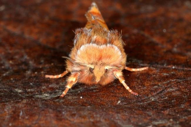 Pine Beauty (Panolis flammea), adult. Ouston, 20-03-2016. Copyright Verna Atkinson.