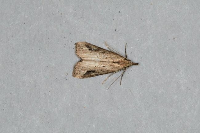 Pinion-streaked Snout (Schrankia costaestrigalis), adult. Ouston, 05-09-2018. Copyright Verna Atkinson.