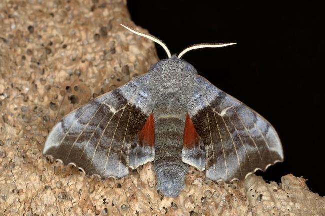 Poplar Hawk-moth (Laothoe populi), adult. Ouston, 22-05-2019. Copyright Verna Atkinson.