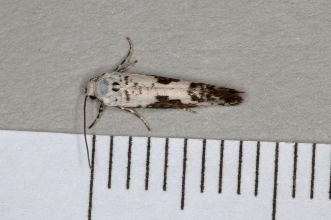 Ash Bud Moth (Prays fraxinella), adult. Ouston, 04-07-2019. Copyright Verna Atkinson.