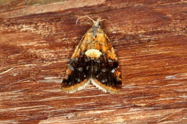 Pseudargyrotoza conwagana, adult. Ouston, 31-05-2019. Copyright Verna Atkinson.