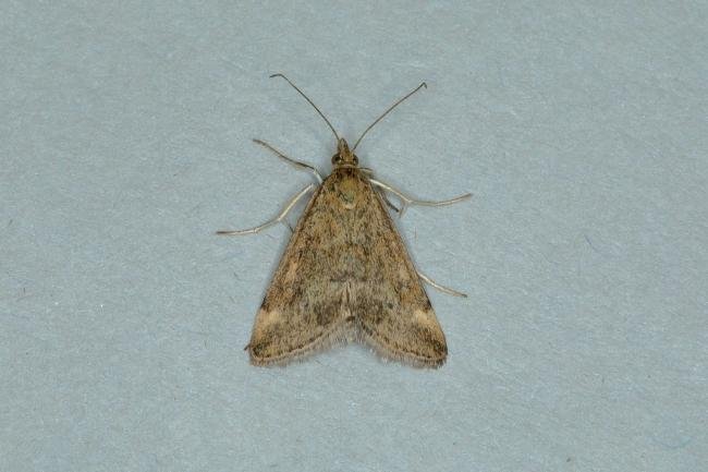 Pyrausta despicata, adult. Ouston, 17-07-2018. Copyright Verna Atkinson.
