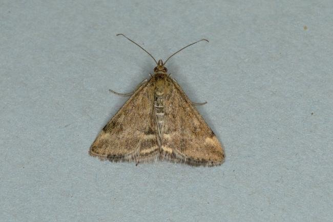 Pyrausta despicata, adult. Ouston, 17-07-2018. Copyright Verna Atkinson.