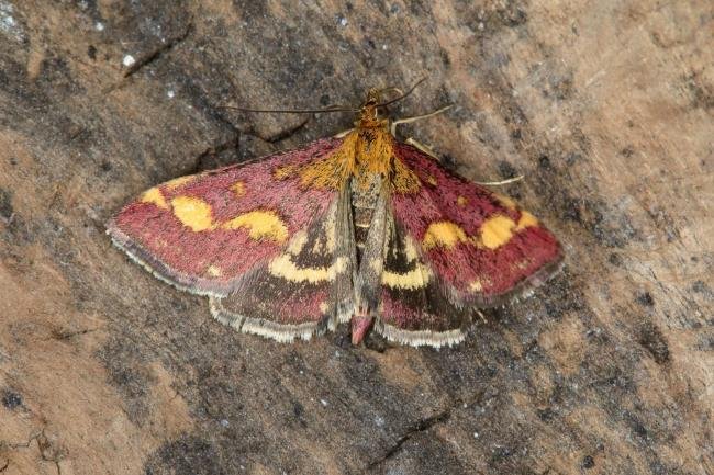 Pyrausta purpuralis, adult. Ouston, 15-07-2018. Copyright Verna Atkinson.