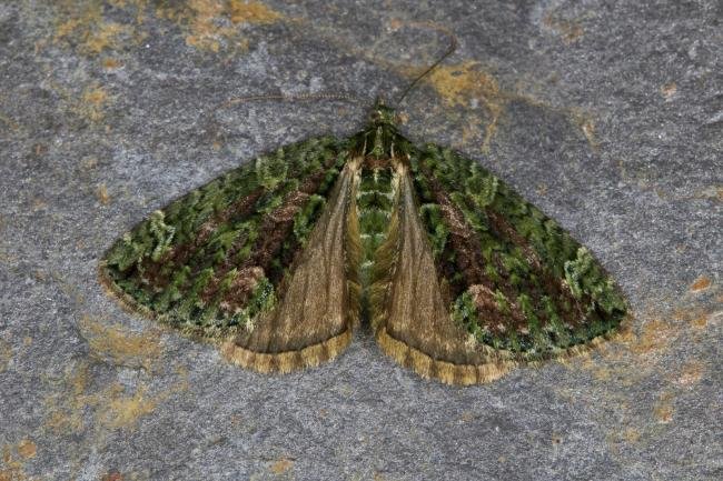 Red-Green Carpet (Chloroclysta siterata), adult. Ouston, 14-10-2021. Copyright Verna Atkinson.