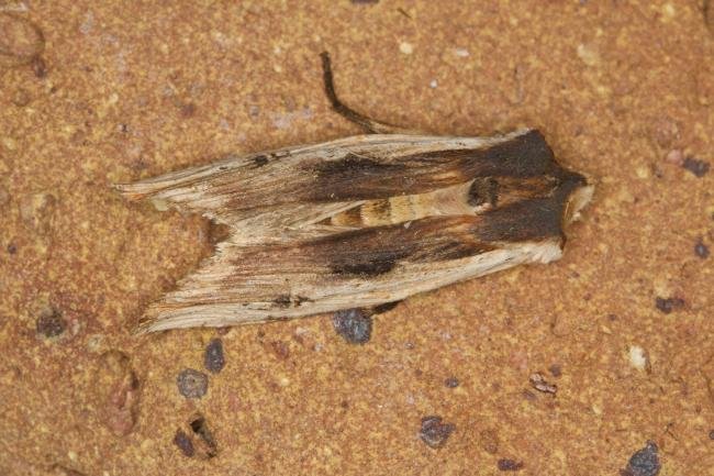 Red Sword-grass (Xylena vetusta), adult. Ouston, 16-04-2022. Copyright Verna Atkinson.