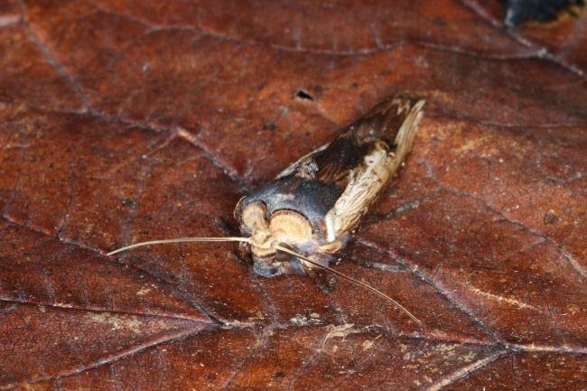 Red Sword-grass (Xylena vetusta), adult. Ouston, 18-10-2016. Copyright Verna Atkinson.
