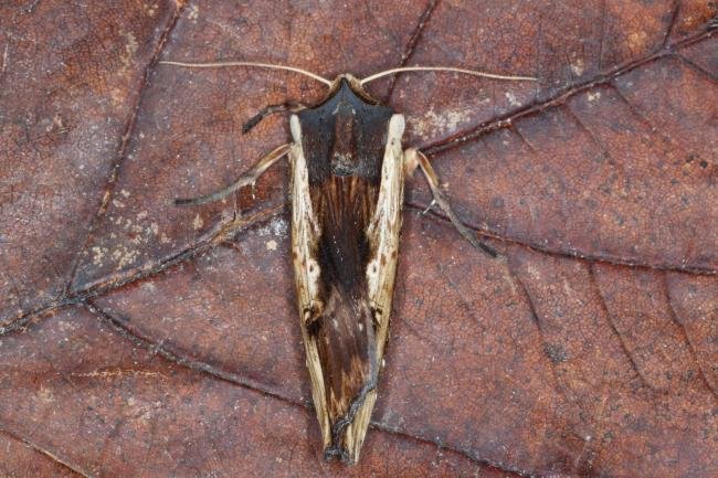 Red Sword-grass (Xylena vetusta), adult. Ouston, 18-10-2016. Copyright Verna Atkinson.