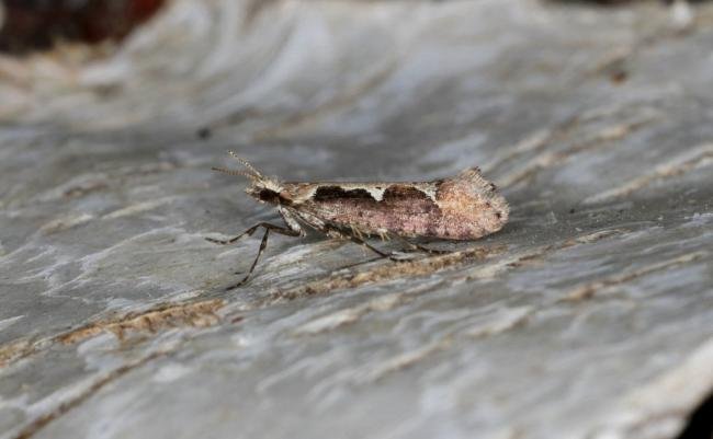 Rhigognostis incarnatella, adult. Ouston, 22-03-2021. Copyright Verna Atkinson.