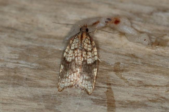 Rhomboid Tortrix (Acleris rhombana), adult. Ouston, 13-10-2015. Copyright Verna Atkinson.