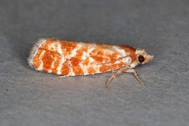 Rhyacionia pinicolana, adult. Ouston, 30-08-2019. Copyright Verna Atkinson.