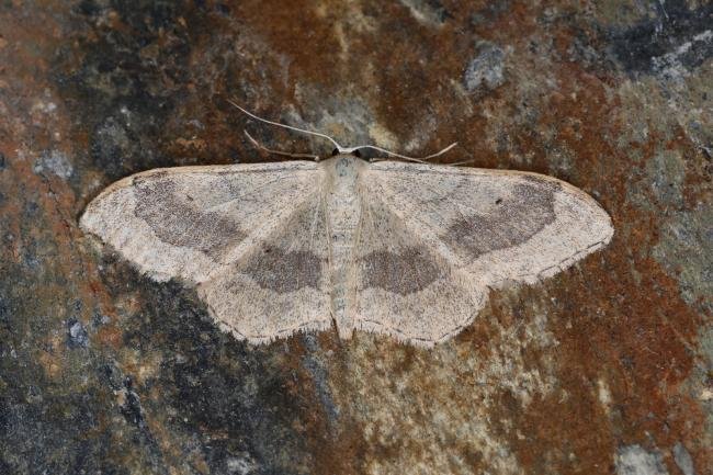 Riband Wave (Idaea aversata), adult. Ouston, 24-06-2023. Copyright Verna Atkinson.