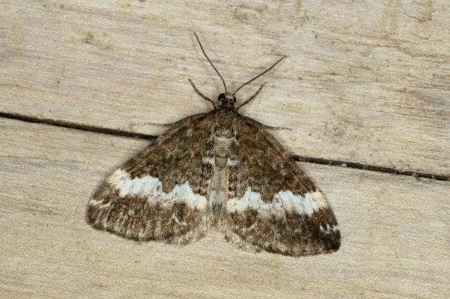 Rivulet (Perizoma affinitata), adult. Ouston, 25-05-2019. Copyright Verna Atkinson.