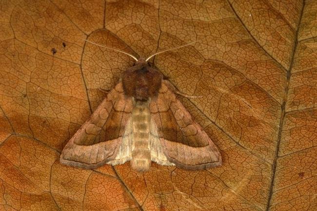 Rosy Rustic (Hydraecia micacea), adult. Ouston, 15-09-2018. Copyright Verna Atkinson.