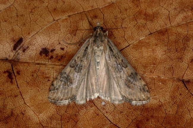 Rush Veneer (Nomophila noctuella), adult. Ouston, 10-10-2019. Copyright Verna Atkinson.