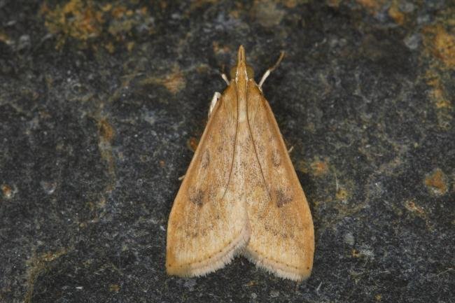 Rusty-dot Pearl (Udea ferrugalis), adult. Ouston, 10-10-2021. Copyright Verna Atkinson.