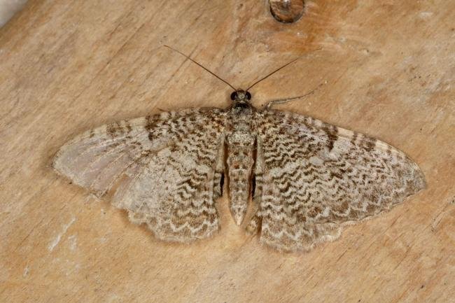 Scallop Shell (Rheumaptera undulata), adult. Ouston, 15-07-2020. Copyright Verna Atkinson.