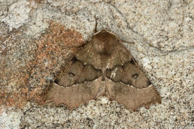 Scalloped Hazel (Odontopera bidentata), adult. Ouston, 17-05-2020. Copyright Verna Atkinson.
