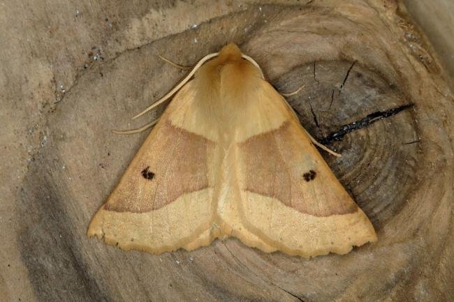 Scalloped Oak (Crocallis elinguaria), adult. Ouston, 11-07-2018. Copyright Verna Atkinson.