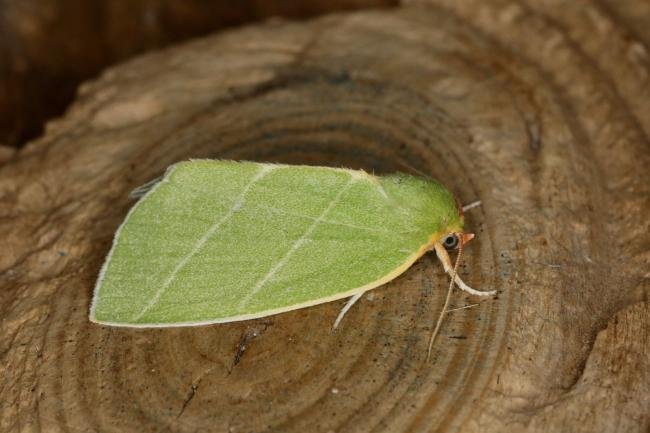 Scarce Silver-lines (Bena bicolorana), adult. Ouston, 08-07-2020. Copyright Verna Atkinson.