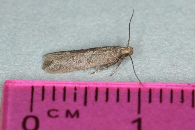 Scrobipalpa acuminatella, adult. Ouston, 29-05-2017. Copyright Verna Atkinson.