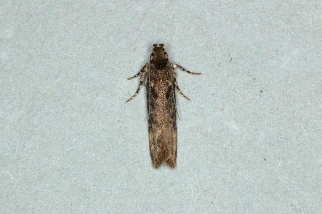 Scrobipalpa costella, adult. Ouston, 19-05-2019. Copyright Verna Atkinson.